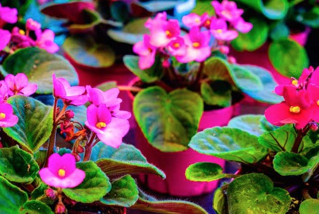 Violetas africanas floreciendo