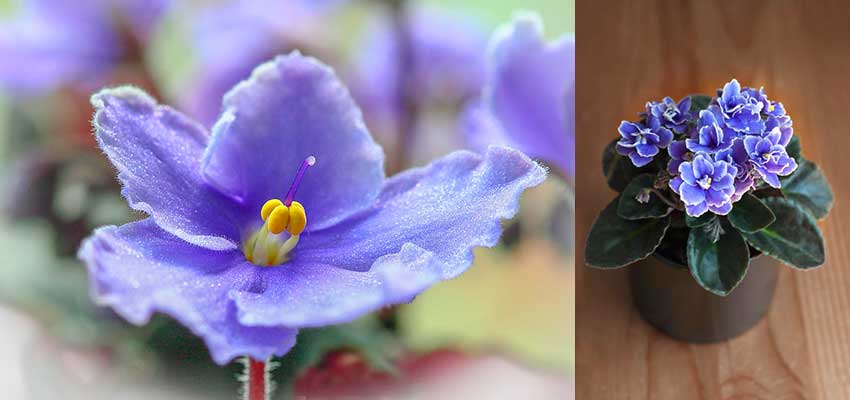 Mejores macetas para violetas africanas