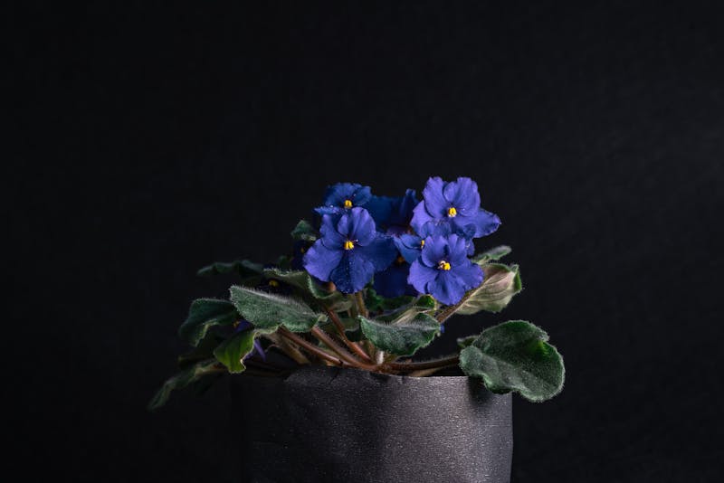 Saintpaulia Blue Boy - Violeta Africana azul