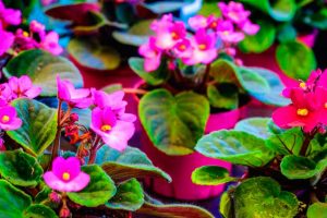 Cómo hacer florecer las violetas africanas